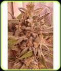 Raspberry Oreoz - Holy Smoke Seeds