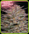 Raspberry Parfait - Humboldt Seed Company