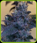 Raspberry Z - Grounded Genetics