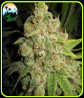 Raspberry Zkittlez - Cali Weed Seeds