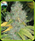 Raspberry Zkittlez Auto - Cali Weed Seeds