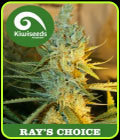 Ray's Choice - Kiwi Seeds
