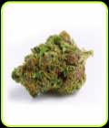Red Banana Berry Double XL Auto - Growers Choice
