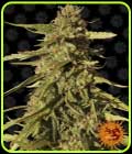 Red Cherry Berry - Barneys Farm Seeds