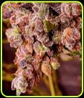 SALE - Red Hot Junky - Holy Smoke Seeds - Cannabis Seed Sale Items