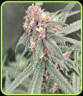 Red Kachina - Conscious Genetics