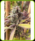 Red Kachina V2 - Conscious Genetics