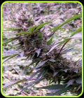 Red Libanon - Flash Seeds