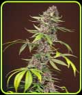 Red Mandarine F1 Fast Version - Sweet Seeds