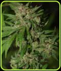 SALE - Red Neck Poison - Propaganja Seeds - Propaganja Seeds