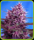 Red Poison Auto - Sweet Seeds