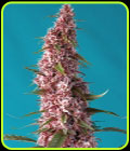 Red Pure Auto CBD - Sweet Seeds