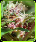 Red Purps - Female Seeds