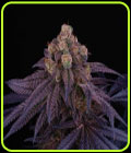 Red Red Wine - Perfect Tree Seeds