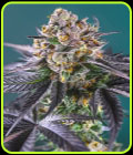 Red Strawberry Banana Auto - Sweet Seeds