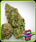 Reefereshers - TasteBudz Seeds