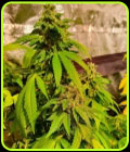 Reggae Radio - Holy Smoke Seeds