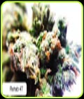 Rehab 47 - Dispensario Seeds