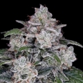 Return of the MAC Autoflowering - DNA Genetics Seeds