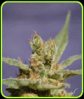 Rhode Island Skunk - Sagarmatha Seeds
