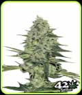 Rhyno Ryder - FastBuds
