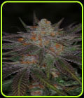 Ripped Bubba - Subcools The Dank