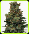 Ripper Badazz - Ripper Seeds