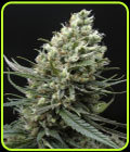 Ripper Haze - Ripper Seeds
