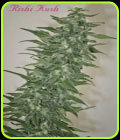 Rishi Kush - Mandala Seeds