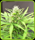 Robocrop - Cream of the Crop