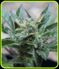 Robocrop x Blueberry Auto - Cream of the Crop