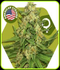 Rocket Banana - Zambeza Seeds