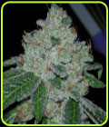 Rocket Fuel - Archive Seeds