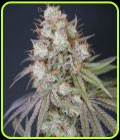Rocket Juice - Karma Genetics