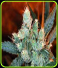 Rocksters Cheese - Kaliman Seeds