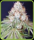 Rocky Melon - Karma Genetics