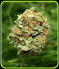 Rocky Mountain High - Taylor'd Genetics