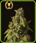 Rollex OG Kush - Devil's Harvest Seeds