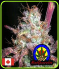 Romulan - Next Generation Seeds