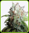 Romulan Diesel - Next Generation Seeds
