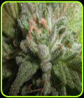 Romulan Hashplant - Next Generation Seeds