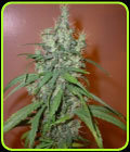 Romulan Haze - Next Generation Seeds