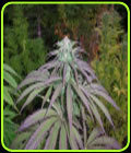 Romulan x Timewarp - Next Generation Seeds