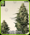 Rose Soul - Trichome Jungle Seeds