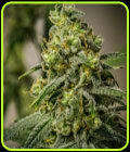 Rosetta Stone - Brothers Grimm Seeds