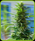 Rosetta Stone XX - Brothers Grimm Seeds