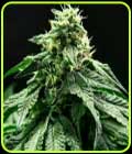 Rotten Banana Auto - Propaganja Seeds
