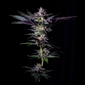 Rotten Rainbow - Grateful Seeds