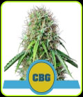 Royal CBG Automatic - Royal Queen Seeds