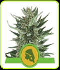 Royal Cheese Automatic - Royal Queen Seeds
